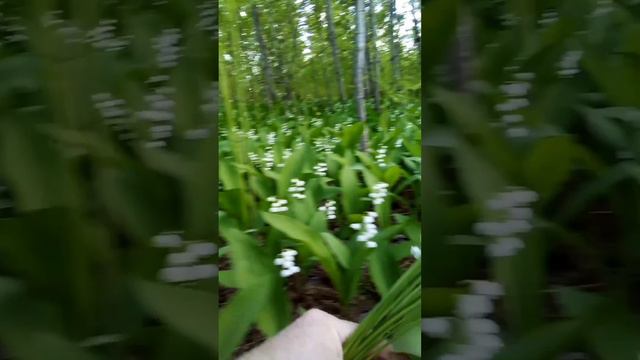 Букет ландышей