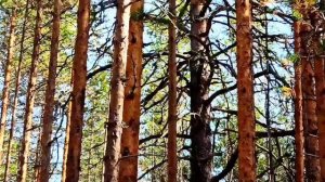 Карелия осень отдых и рыбалка.