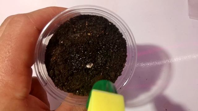 Банан заострённый(Бананы дома) смотреть онлайн