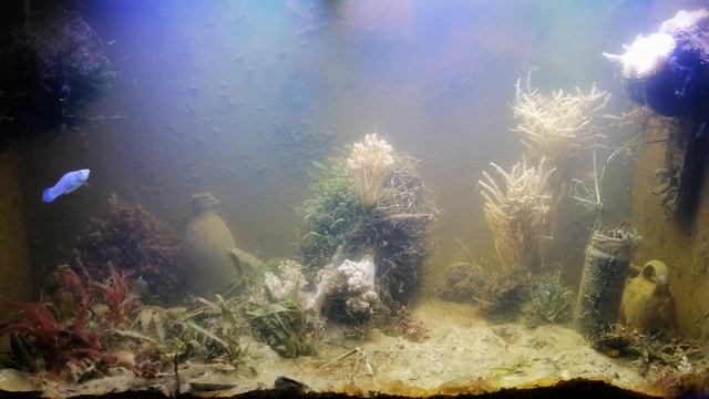 Простой морской аквариум на суглинке и черноземе - неделя после запуска. смотреть онлайн