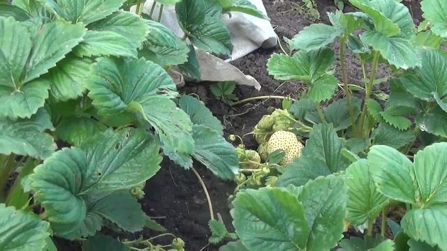 "БЕЛЫЙ ШВЕД" - сорт клубники с белыми сладкими ягодами смотреть онлайн