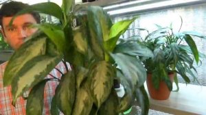 Аглаонемы/ Как я за ними ухаживаю