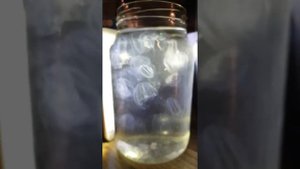 Медузы Каспийского моря