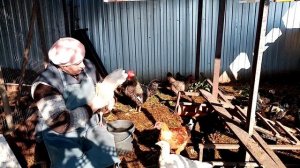 Как правильно пропаивать кур