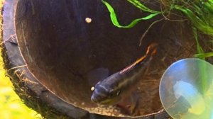 Spawning Pelvicachromis pulcher/Нерест Пельвикахромис пульхер