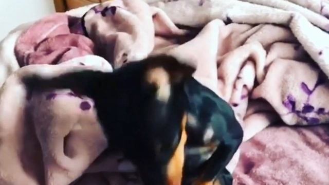 Miniature Pinscher vs Prague Ratter Difference смотреть онлайн