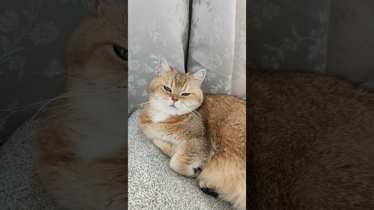 А вы не были на Таити? #funny #cat #безкотаижизньнета #смешныекоты #cute #cutecat #animal