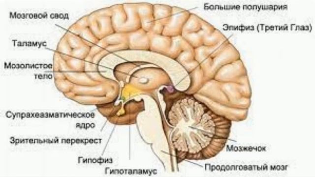 шишковидная железа скрытая информация
