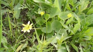 цветущий луг.mp4