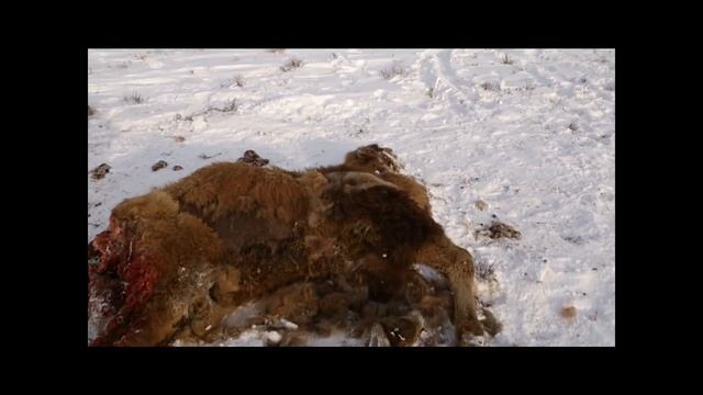 Охота на волков 2014 .волк напал на корову смотреть онлайн