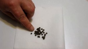 5 Ways to Cold Stratify Seeds | Plus Easy Seed Scarification Technique!