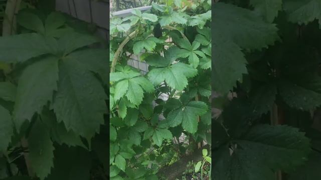 Parthenocissus After Rain • Gardening • Virginia creeper Vine? Plants #shorts