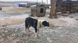 Бугай Алабай. В гостях у туркмена  Рахима. Маслово Каширский район подмосковье.