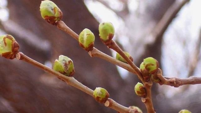 Первая и САМАЯ ВАЖНАЯ обработка сада! Мощный УДАР по вредителям и болезням! НЕ ПРОПУСТИТЕ СРОКИ!