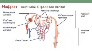 Выделительная система. Регуляция мочеиспускания