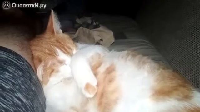 Кот хропить во сне смотреть онлайн