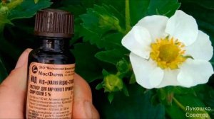 Долгоносик на Клубнике Как с Ним Бороться/ Опрыскайте Клубнику Пока не Поздно!