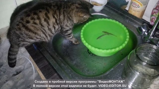 как ловить рыбу без удочки животный инстинкт смотреть онлайн