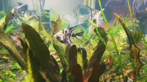 Пара скалярий Параиба мраморная готовится к нересту