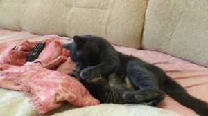 Подергаю папу за усики.