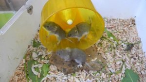 Ольхонская полевка в неволе: первое поколение... резвится