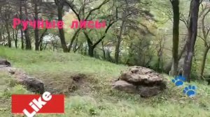 ручные лисички