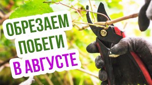 Как правильно обрезать виноград летом? Мастер класс по летней чеканке винограда