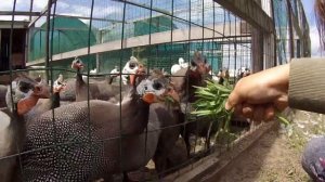 Чебоксары. Страусиная ферма "Браво" , старейшина чувашских дубов, водопад "Серебряный каскад"