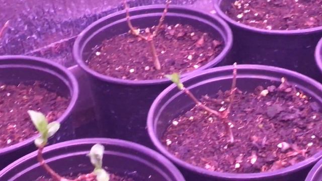 Черенки Самарской Лидии, Полестар. #еренки#самарскаяЛидия#гортензииметельчатые#полестар#Новосибирск смотреть онлайн