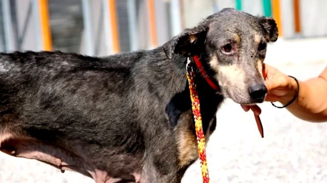 Окаменевшая дворняжка даже не думала, что ее жизнь может измениться… смотреть онлайн