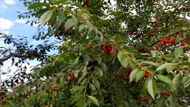 Врожай вишень на Дачі/// Вирощування вишні в домашніх умовах// Чим обробляли вишню@Dacha_Sad_Gorod смотреть онлайн