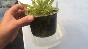 Yikes! I have a Purple Bladder Wort/ Utricularia longifolia Carnivorous plantCare tips