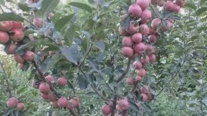 Яблоня сорт Джонаголд Декоста (apple Jonagold Dacosta). Лучшие сорта в хранении. Яблоко - персик :)