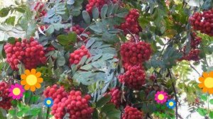 Рябина плодовая Алая крупная. Краткий обзор, описание характеристик, где купить саженцы