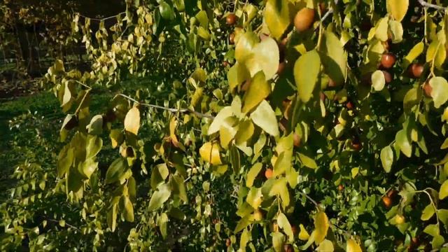 Зизифус на даче Сбор урожая смотреть онлайн