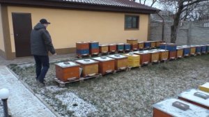 Зимовка в одном корпусе рута .