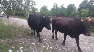 РЕЛАКСАЦИЯ - сельский релакс, корова жуёт травку, стало коров, звуки природы, утро в селе