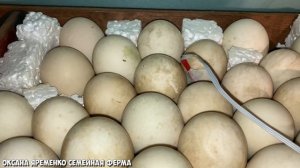 ЛЕГКАЯ ИНКУБАЦИЯ МУСКУСНОЙ УТКИ / 100% РЕЗУЛЬТАТ / 1 ЧАСТЬ