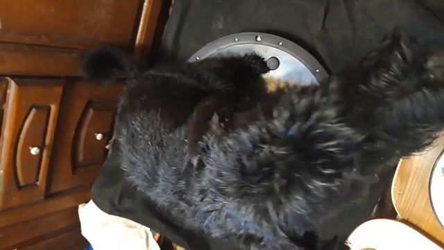 Ризеншнауцер Лорри. Знакомство с баланс-сферой смотреть онлайн