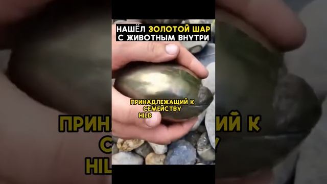 Золотой шар с древним животным? #история