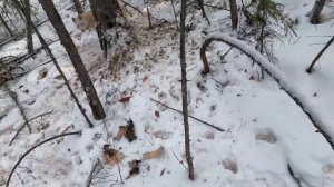 Охота на соболя.