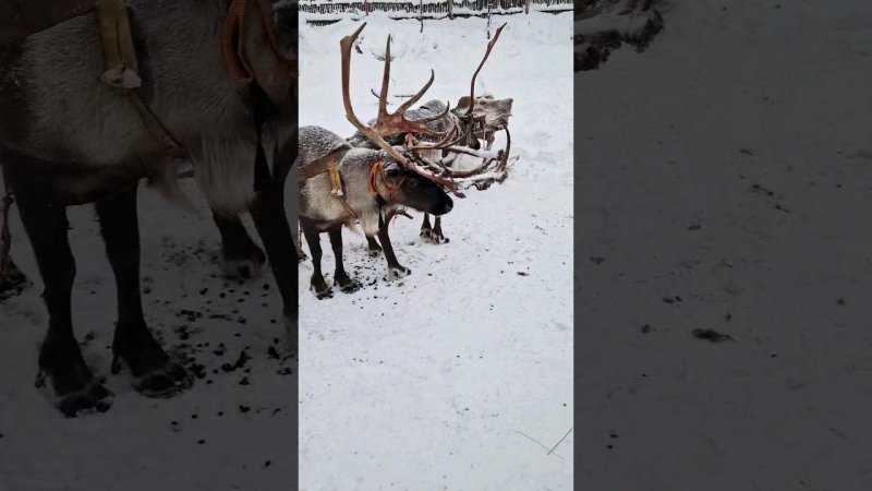 ▷Северные олени отдыхают◁