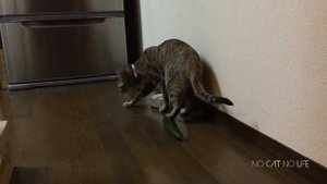 Кошки едят огурцы  Самый смешной прикол про кошку