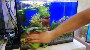 подмена воды  в 60 и 20 литровых аквариумах))