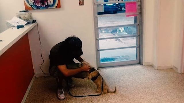 Собака Друг Человека Душераздирающая История Спасения Собаки смотреть онлайн