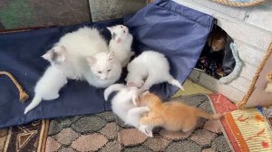 Котята в добрые руки!