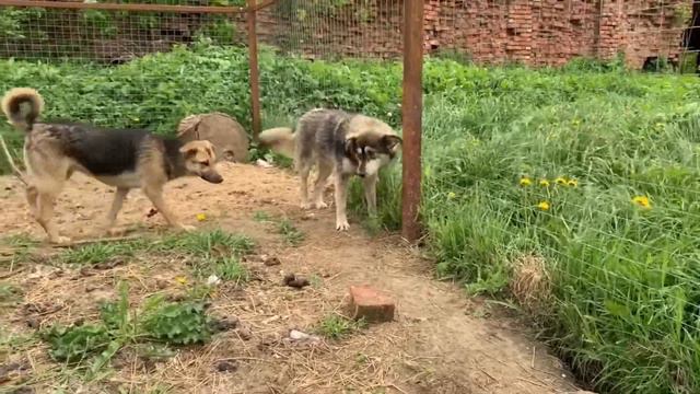ПРИВЕТ ОТ НАШИХ ХВОСТАТЫХ ПОП ☺️