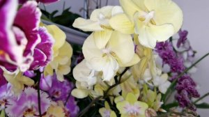 Видео зарисовка. ОРХИДЕИ С БОЛЬШОЙ БУКВЫ.