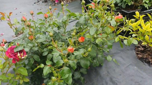 Замерзоне смотреть онлайн