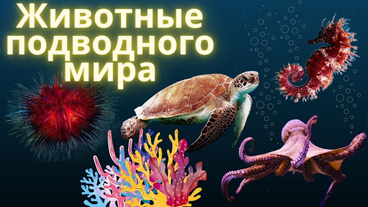 Животные подводного мира. Часть 1.